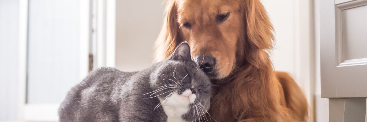 CBD for Pets - What the Research Shows